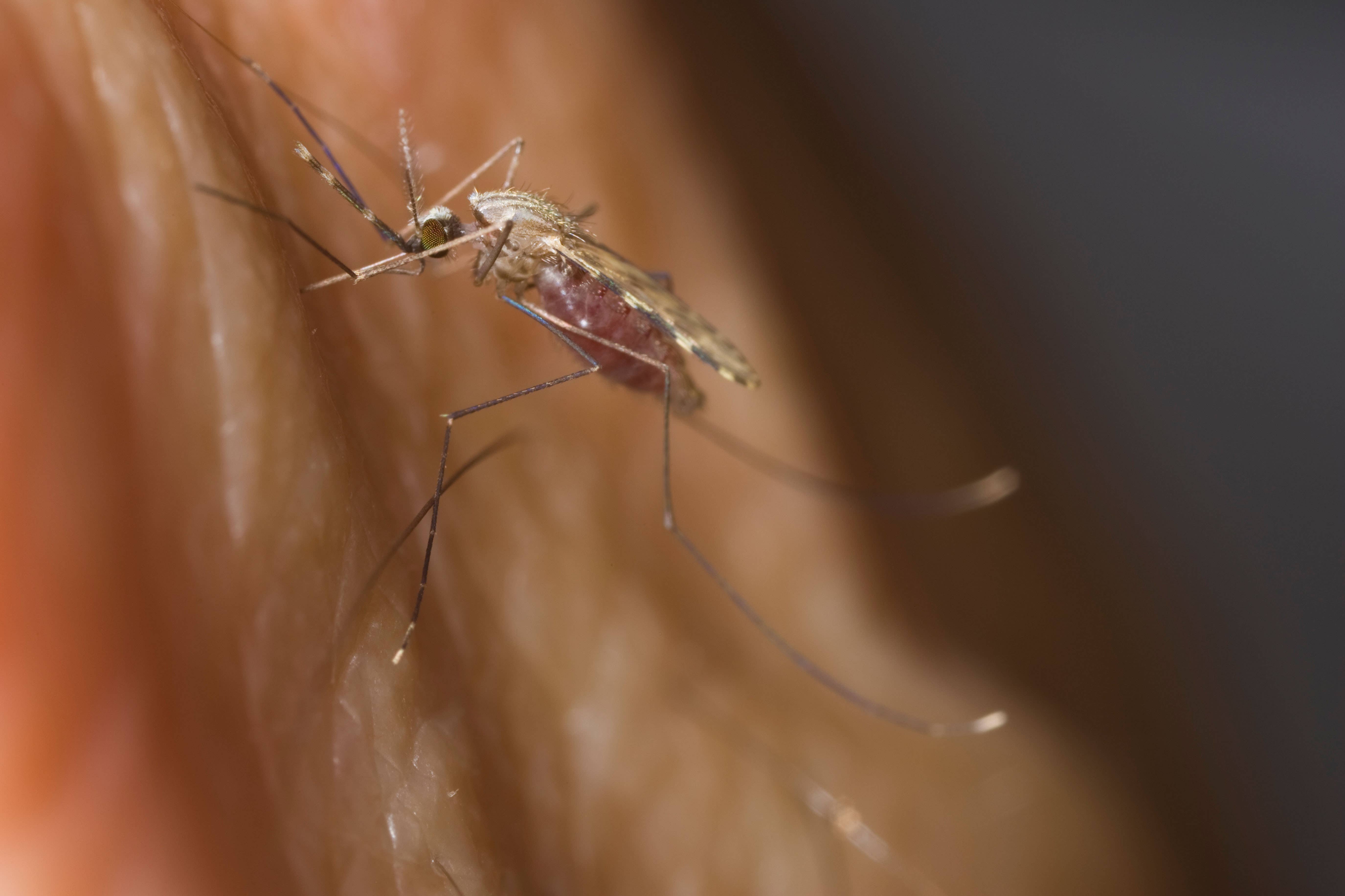 A female malaria mosquito (Anopheles funestus) biting a human arm (PA)