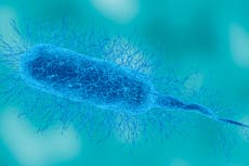 Louisiana patient dies from flesh-eating bacteria as US sees dozens of cases this year