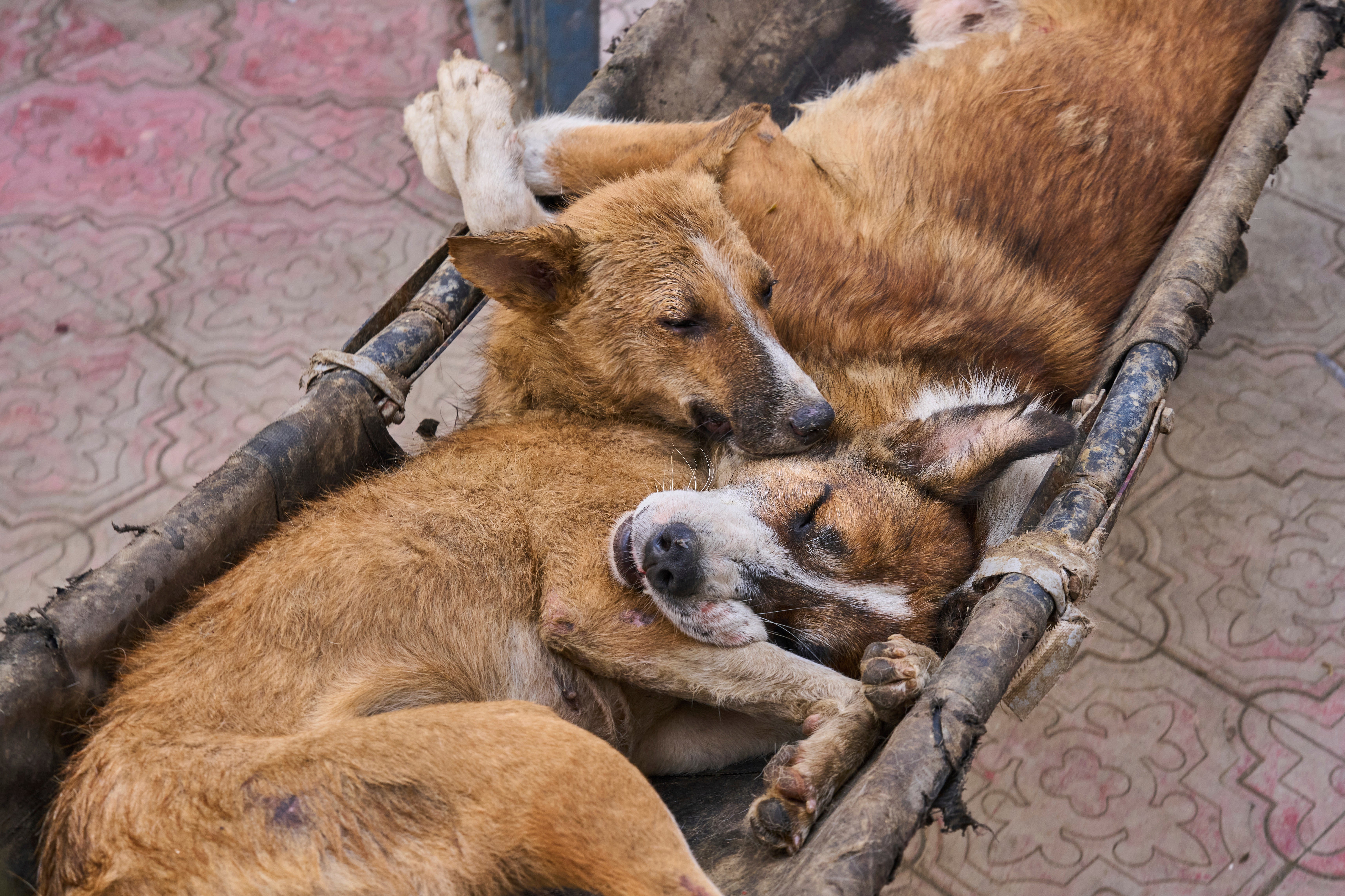 India Kashmir Stray Dogs Photo Gallery