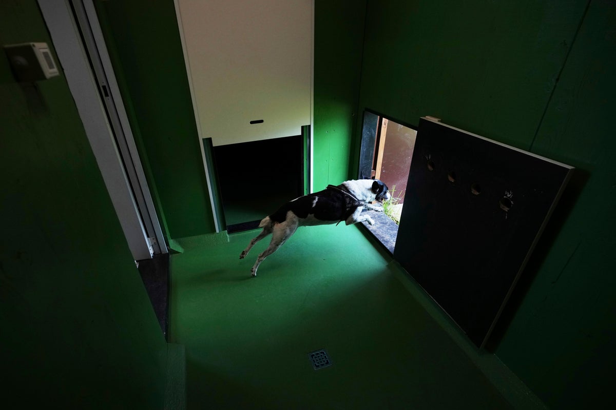 European airport opens a luxury dog hotel to make travel easier for pet owners