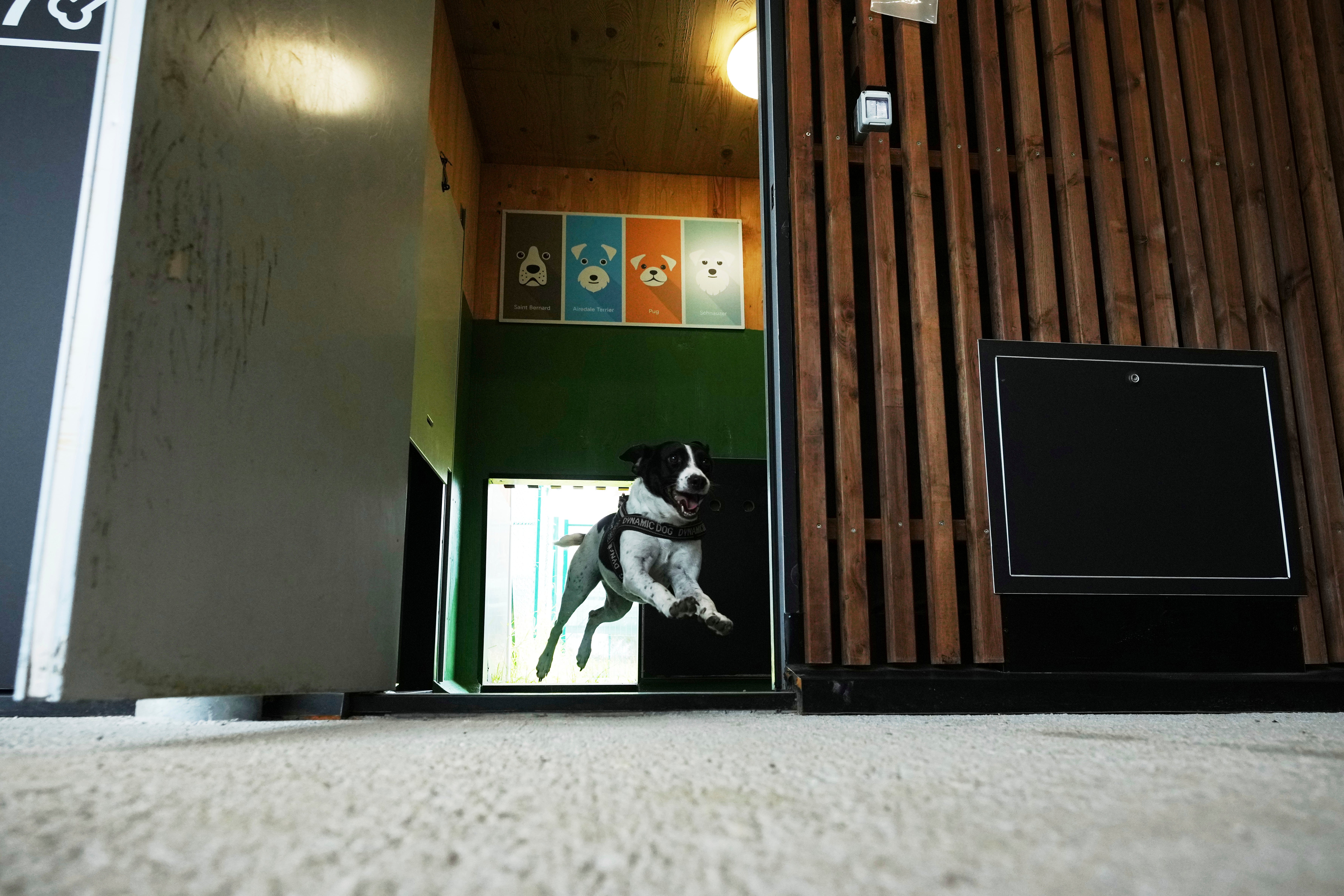 ITALIA-AEROPUERTO-HOTEL PARA PERROS