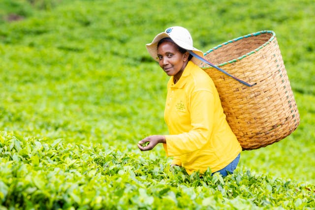 <p>Climate change-driven extreme weather is a constant preoccupation for Nancy Githaiga who has a tea farm near Kenya’s Aberdare National Park</p>