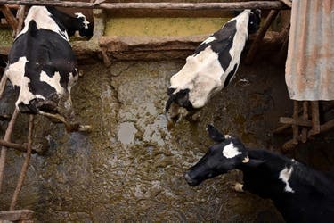 <p>Dairy cattle in Kenya</p>