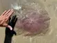 Horrifying pink jellyfish with 70-foot tentacles found on the Texas coast: ‘Pretty rare’