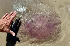 ‘Pink meanie’ jellyfish found to stretch up to 70 feet