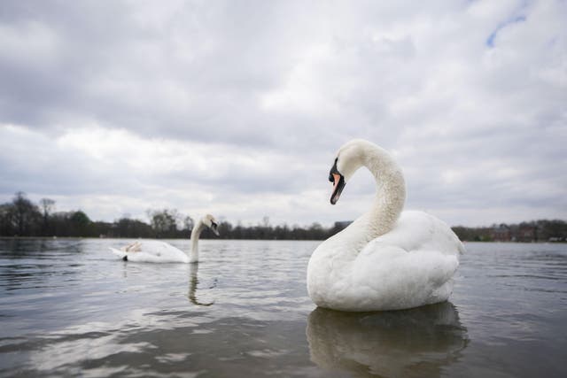Swans in the Serpentine in Hyde Park (PA)