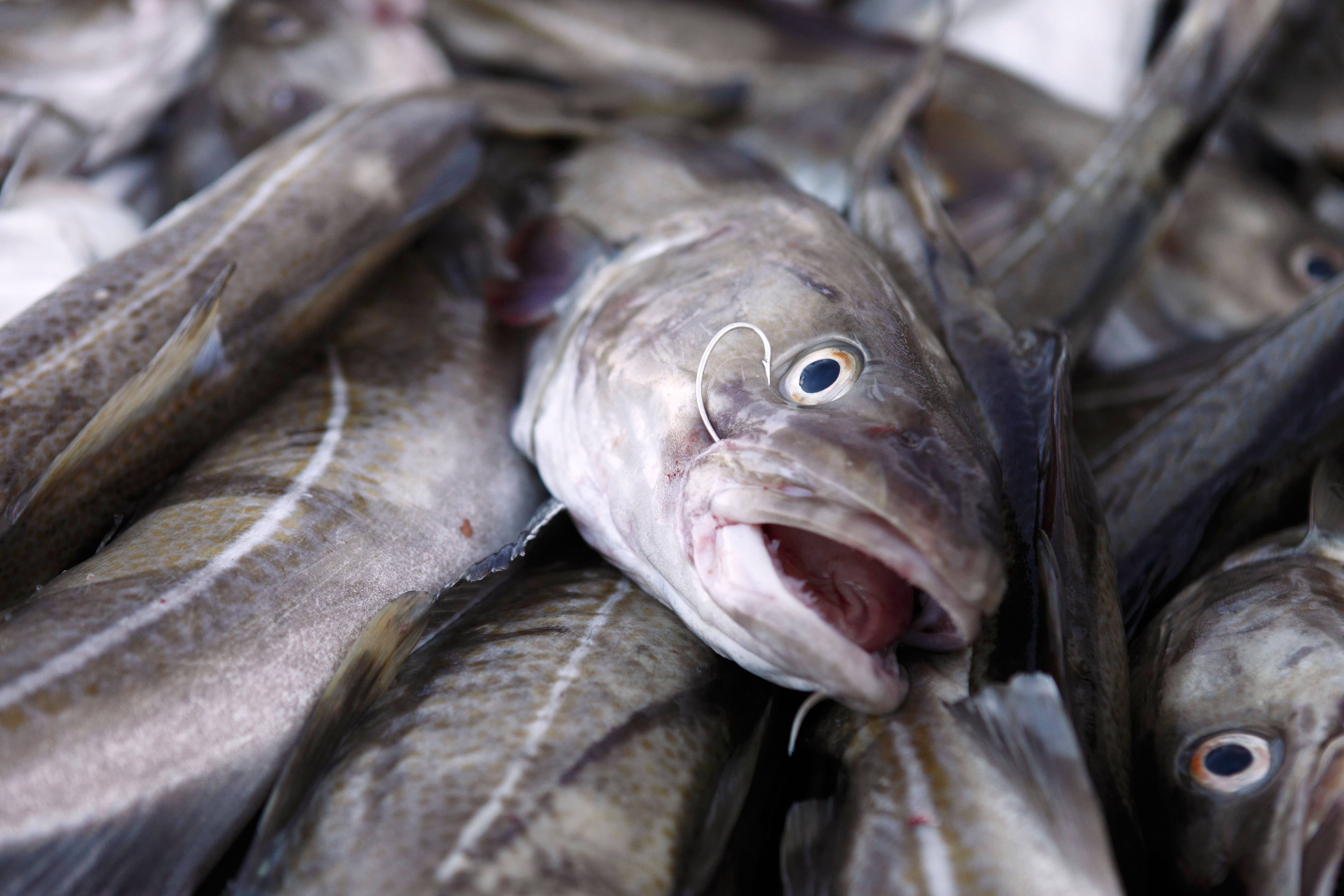 A pile of cod after being caught