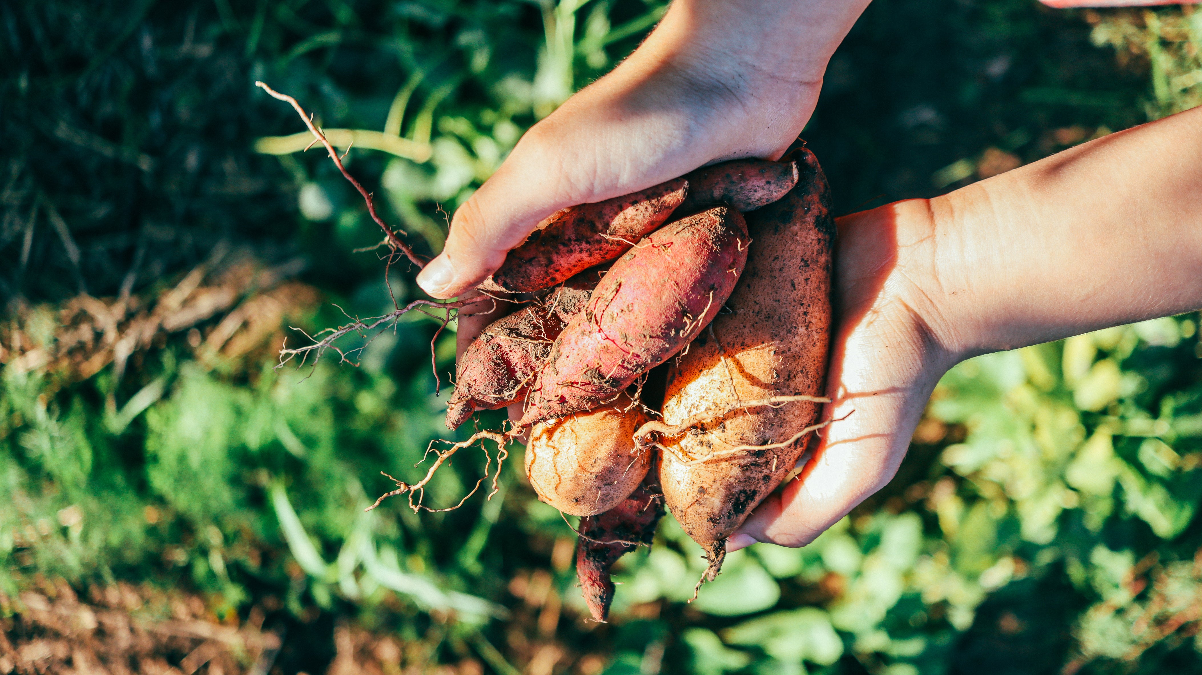 Sweet potatoes are a healthy fall vegetable packed with nutrients that can protect your heart