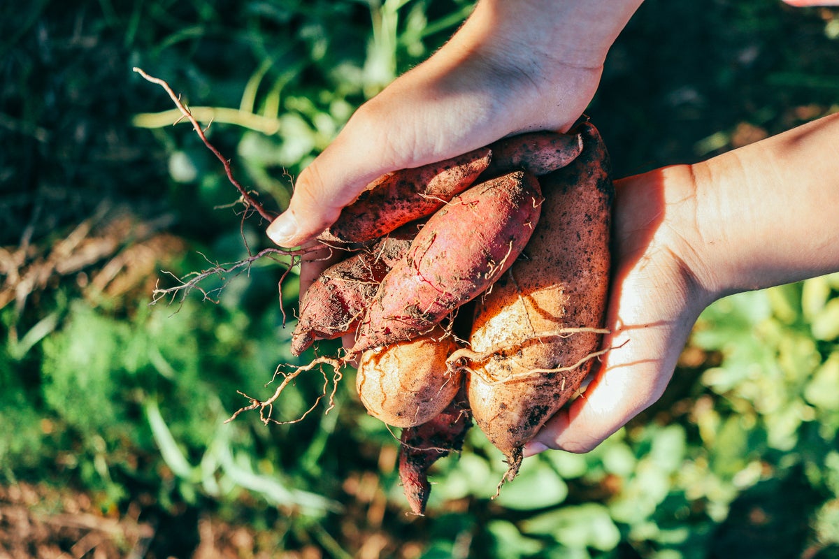 The fall comfort food packed with electrolytes that won’t spike your blood sugar The fall comfort food packed with electrolytes that won’t spike your blood sugar