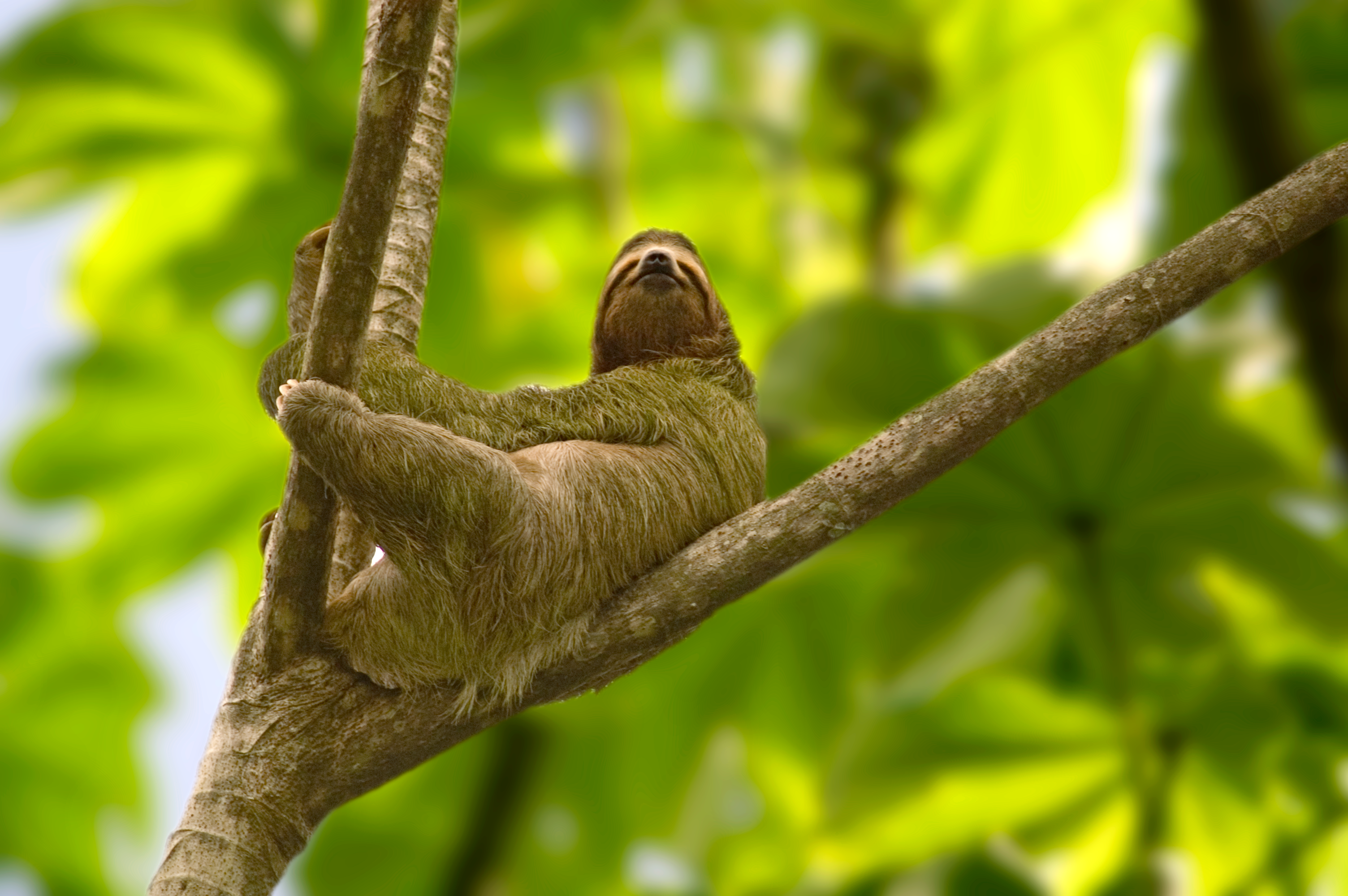 Look up while wandering the tropical forest and you may spot the country’s iconic sloth
