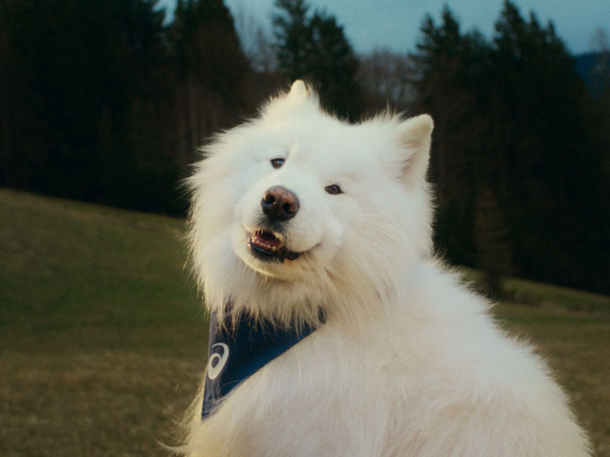 ASICS ambassador Felix the Samoyed