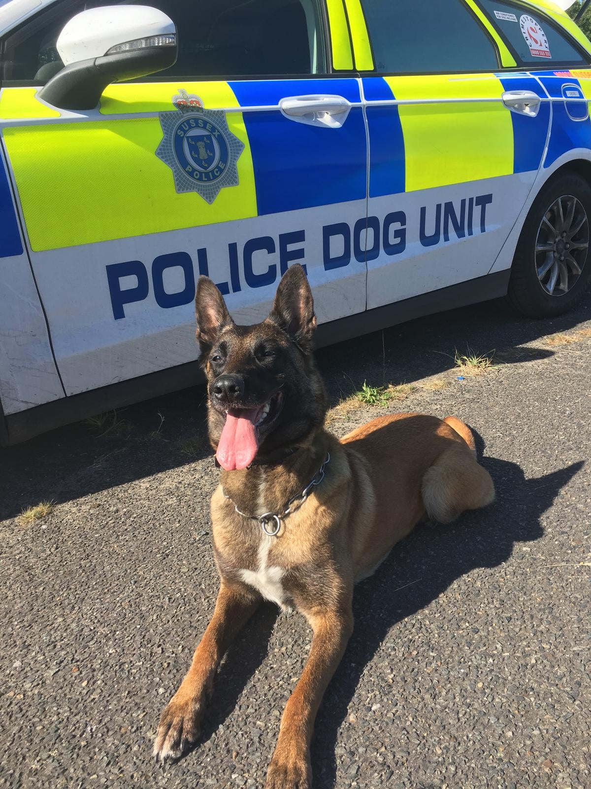 Retired police dog Fiji of Surrey Police received the Lifetime Achievement Award at the annual Thin Blue Pav Awards at Canal Club in London.