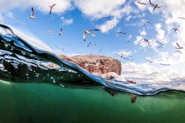 Gannets were studied at Bass Rock, off the coast of East Lothian (James Glossop/PA)