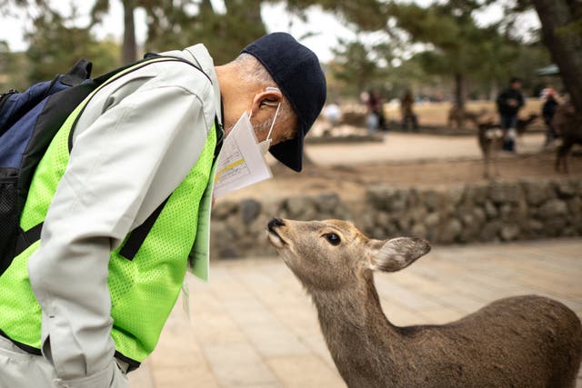<p>A staff member from the ‘bika no kai’ or ‘beautiful deer’ litter patrol squad looks at a deer during daily cleaning routine to prevent deer from eating garbage at Nara Park in Nara on 27 January 2025</p>