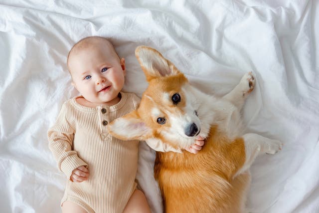 <p>Babies who were exposed to higher levels of dog allergen had around a 48 percent lower risk of developing asthma aged five when compared to other infants. </p>