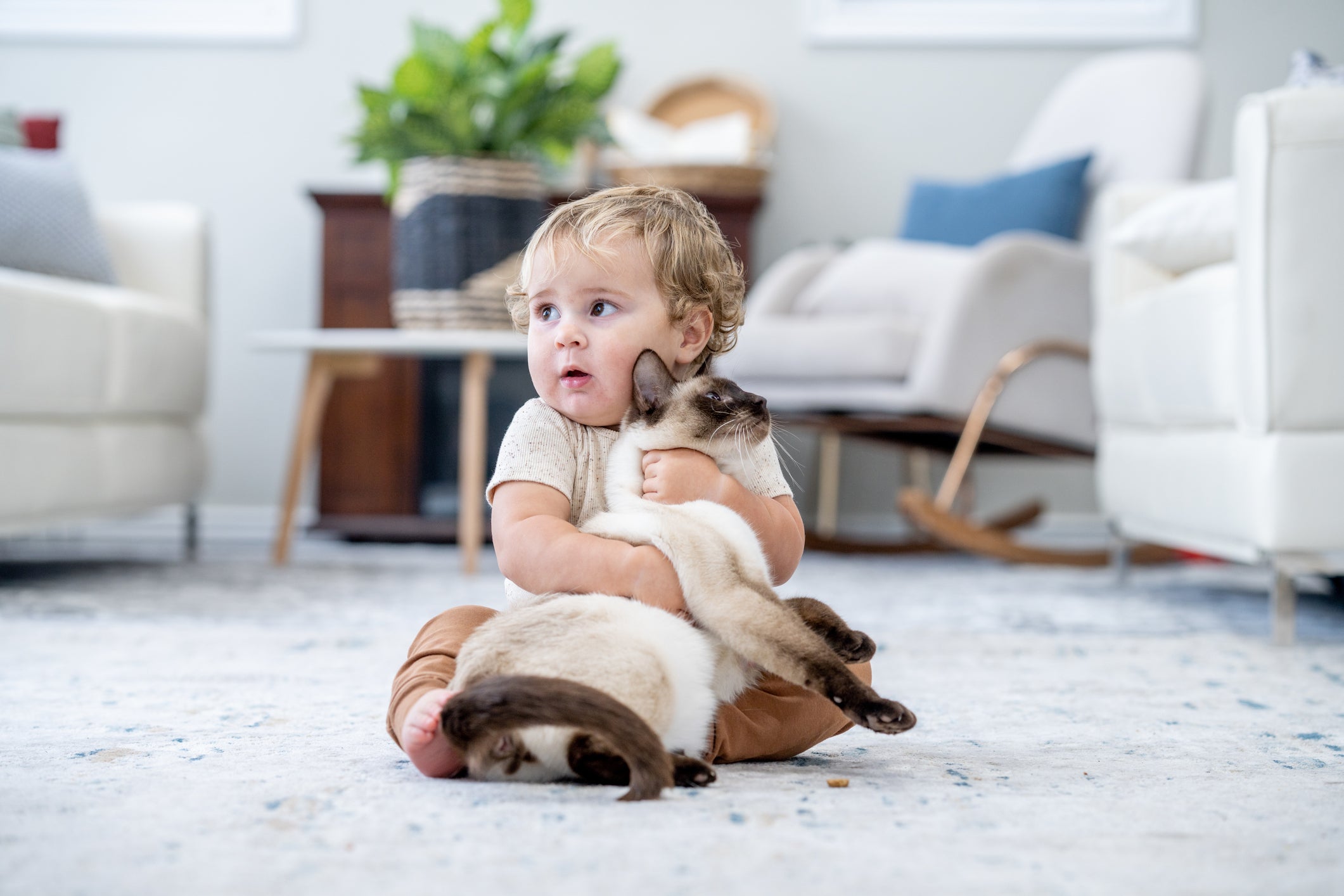 Cat allergies did not have the same protective effect as dog allergies on infants