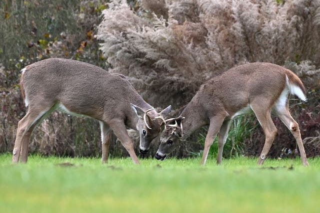 <p>EHD hits white-tailed deer from mid-August to October, then fades after the first frost kills off the midges , experts say </p>