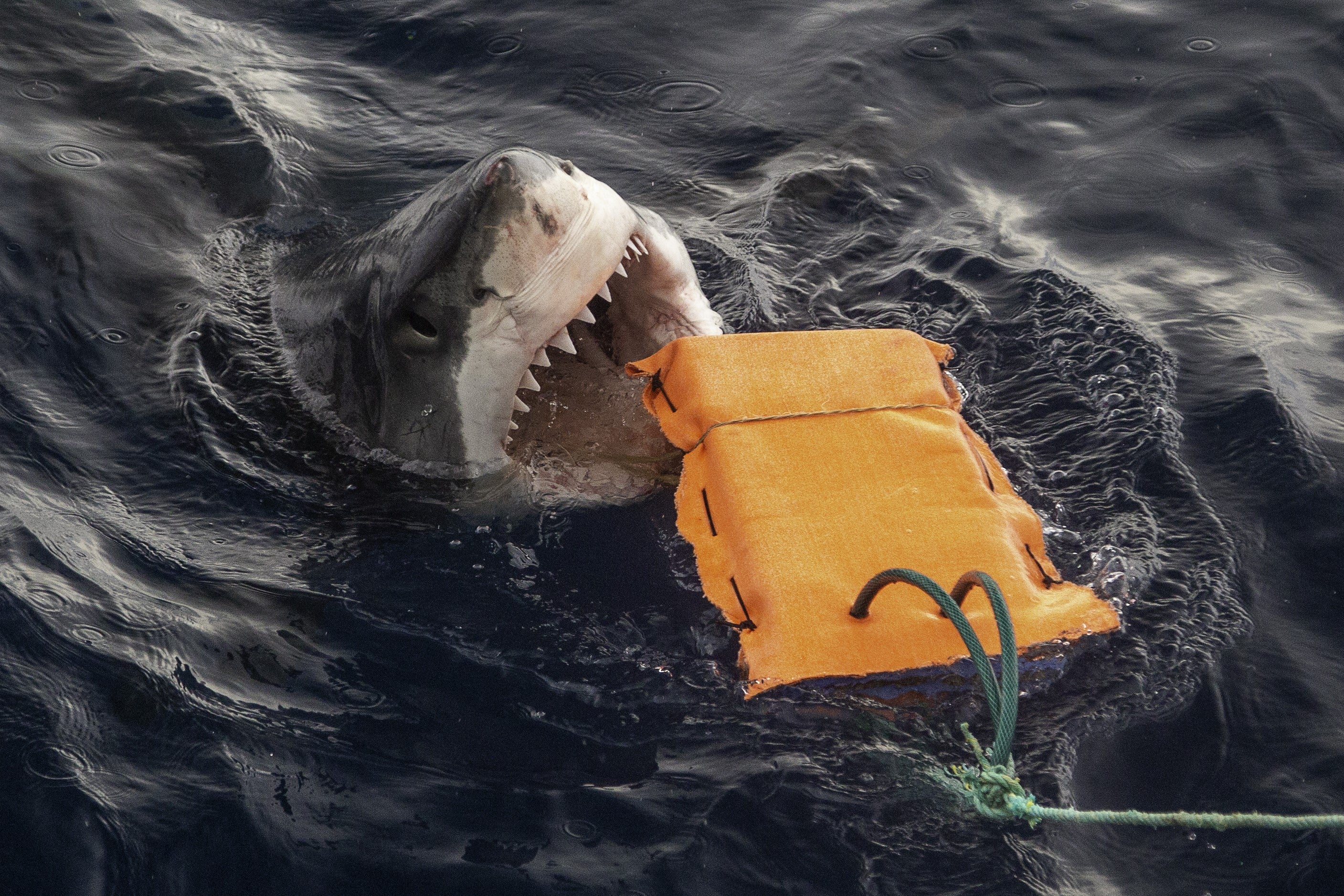 Shark fabric testing