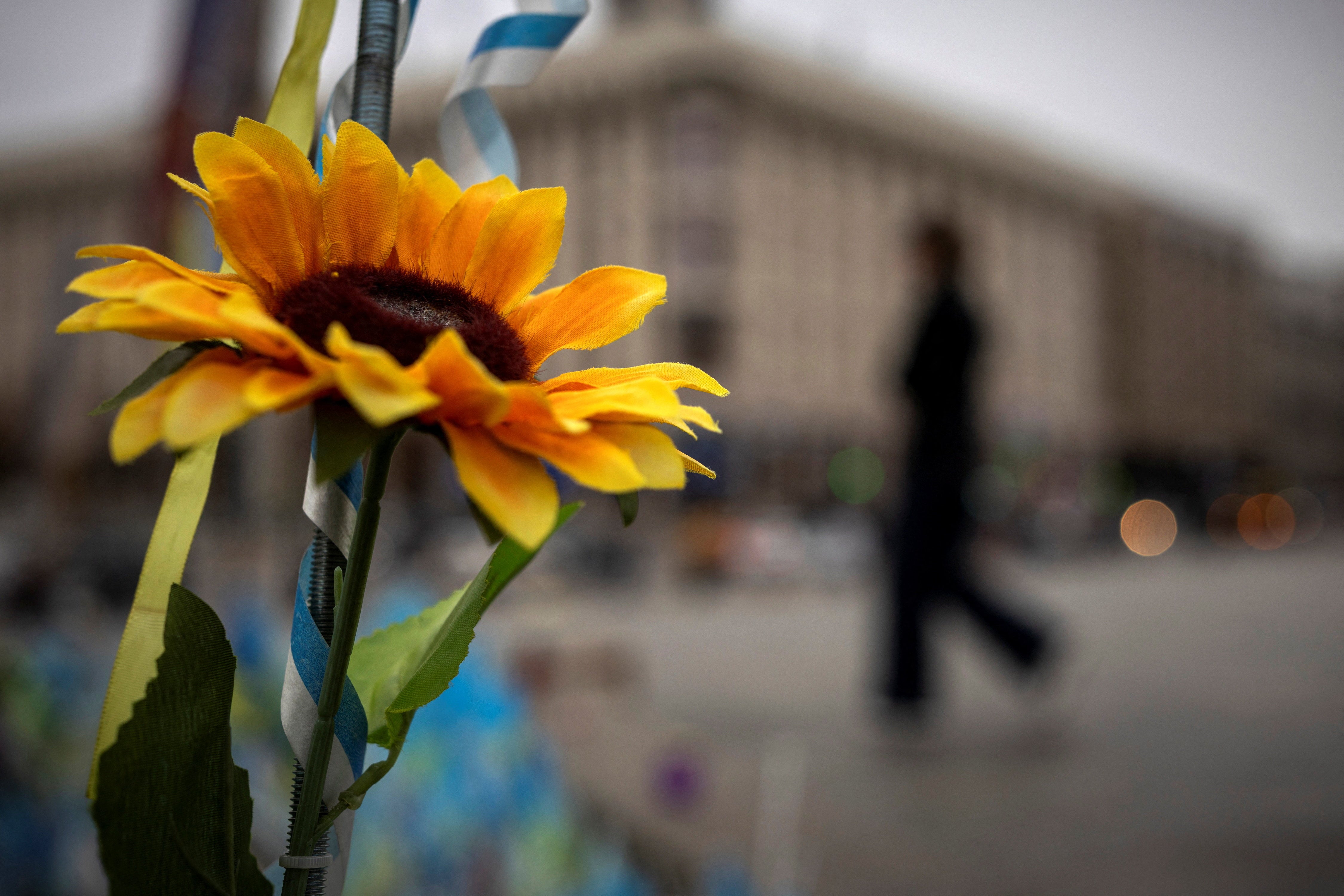 A person walks past a sunflower at a memorial site for fallen Ukrainian soldiers