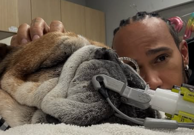 Lewis Hamilton shares heartbreaking update with dog Roscoe in a coma
