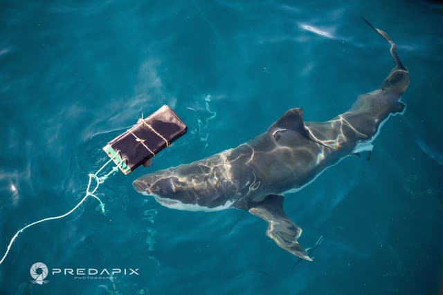 Shark Resistant Wetsuits