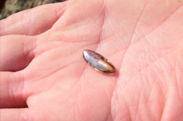 <p>A family visiting an Arkansas state park has unearthed a nearly three-carat diamond worth thousands of dollars</p>