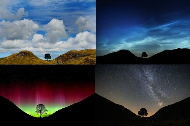 The tree which once stood at Sycamore Gap, Northumberland, felled two years ago (Owen Humphreys/PA)