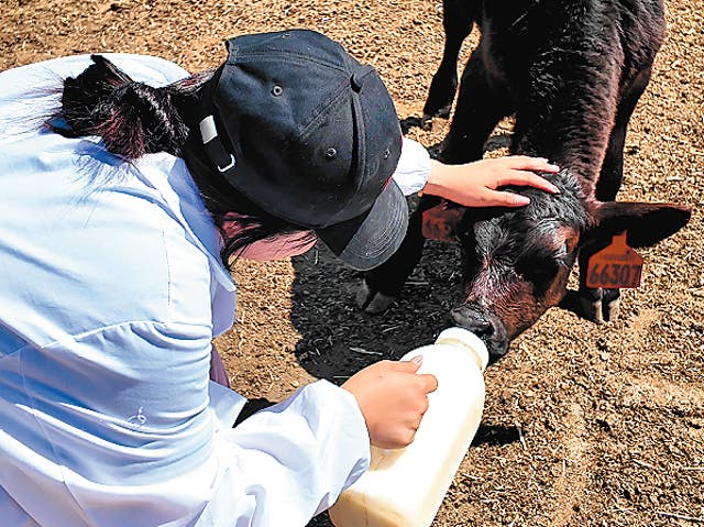<p>An employee of Tianlai Livestock Group feeds a calf in Bole, Xinjiang Uygur autonomous region</p>