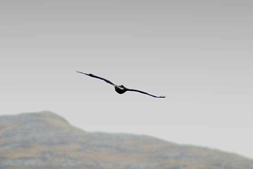 A golden eagle in flight