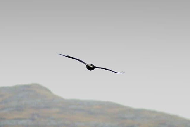 A golden eagle in flight