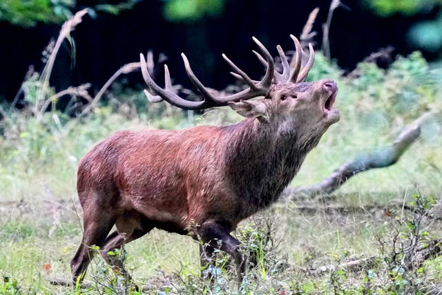 <p>Male mammals have elaborate and energetic mating rituals, such as stags crashing antlers, often resulting in injury and shorter lives</p>