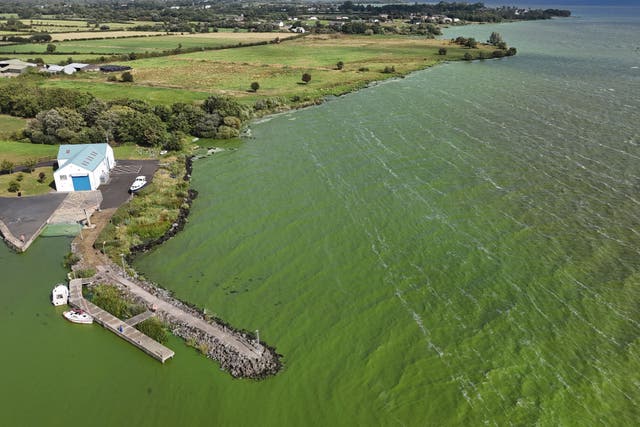 Blue-green algae at Battery Harbour on Lough Neagh near Cookstown in Co Tyrone (Niall Carson/PA)