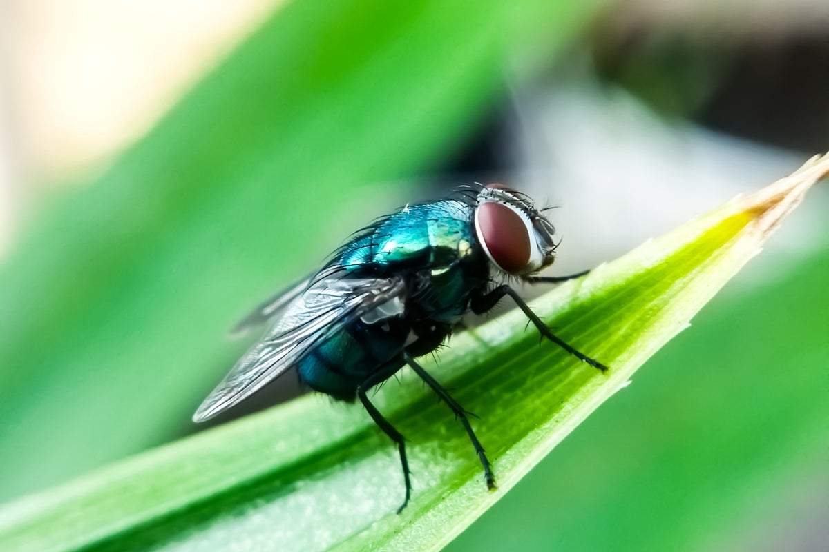 Yetkililere hemen harekete geçmeleri söylendiğinde, inek öldüren vida kurdu Teksas sınırına 'tehlikeli derecede yakın'