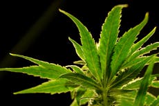 A drug made from marijuana reduced back pain in a large study