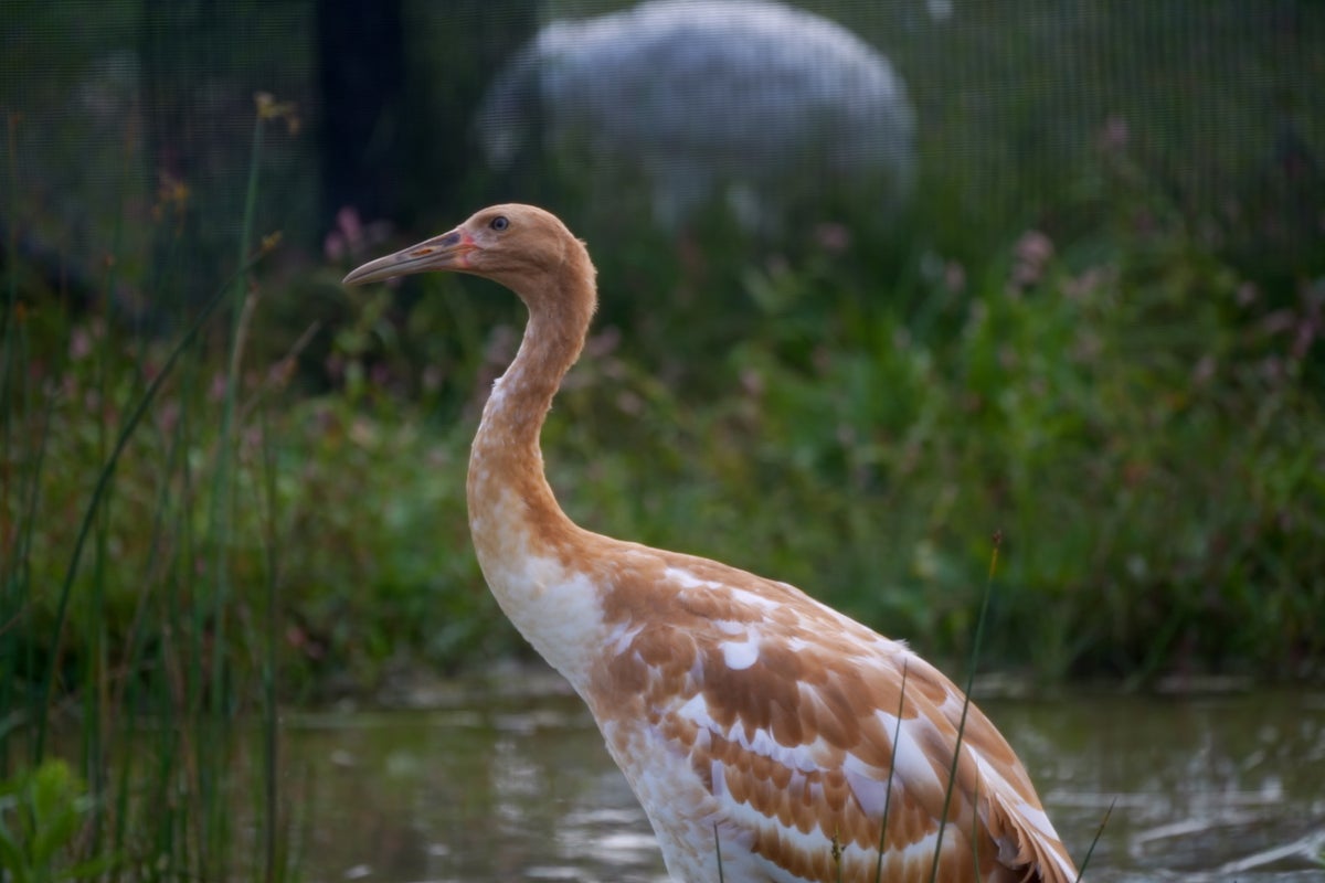 First Confirmed Avian Flu Death in Endangered Wisconsin Whooping Crane
