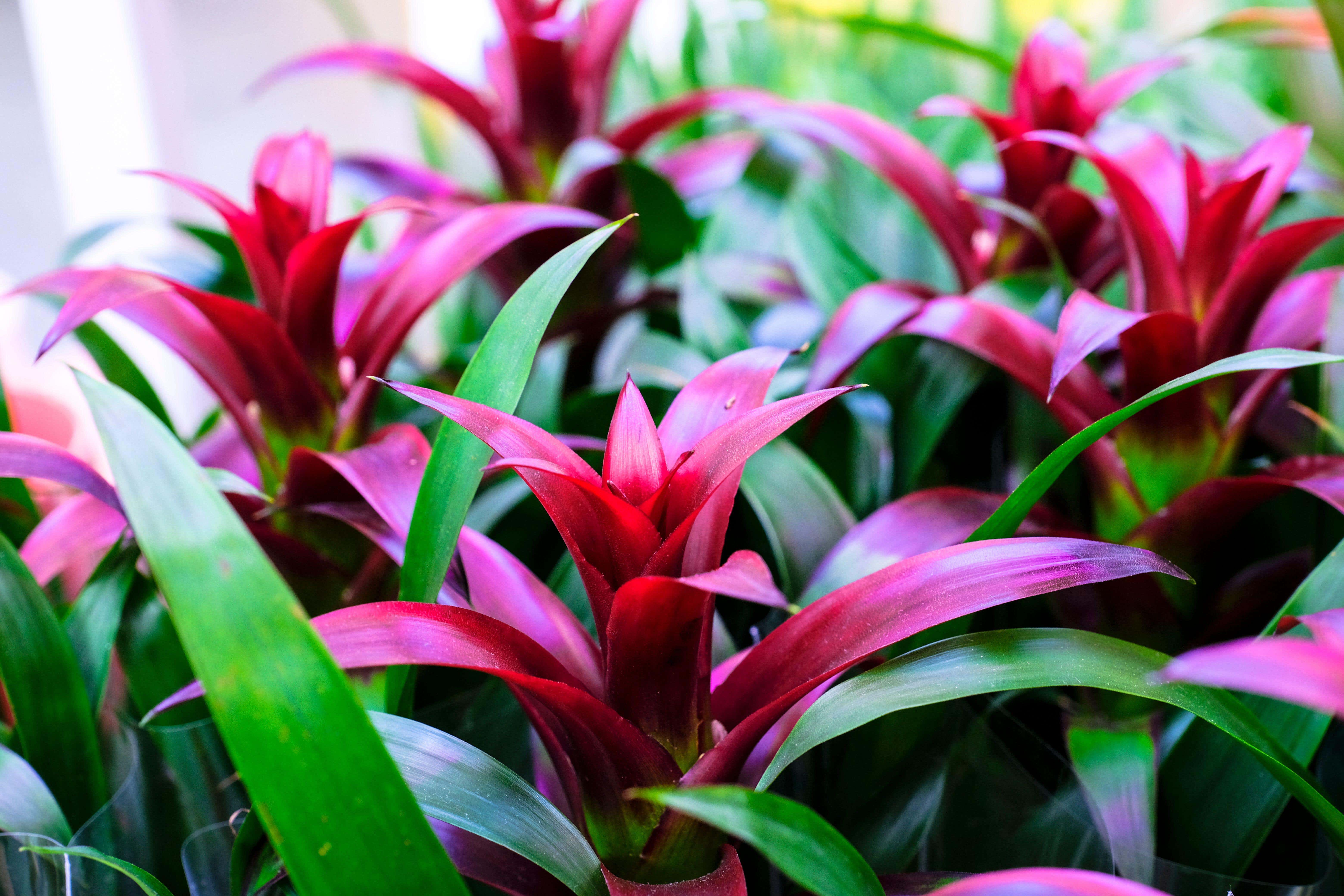 A colourful Guzmania bromeliad