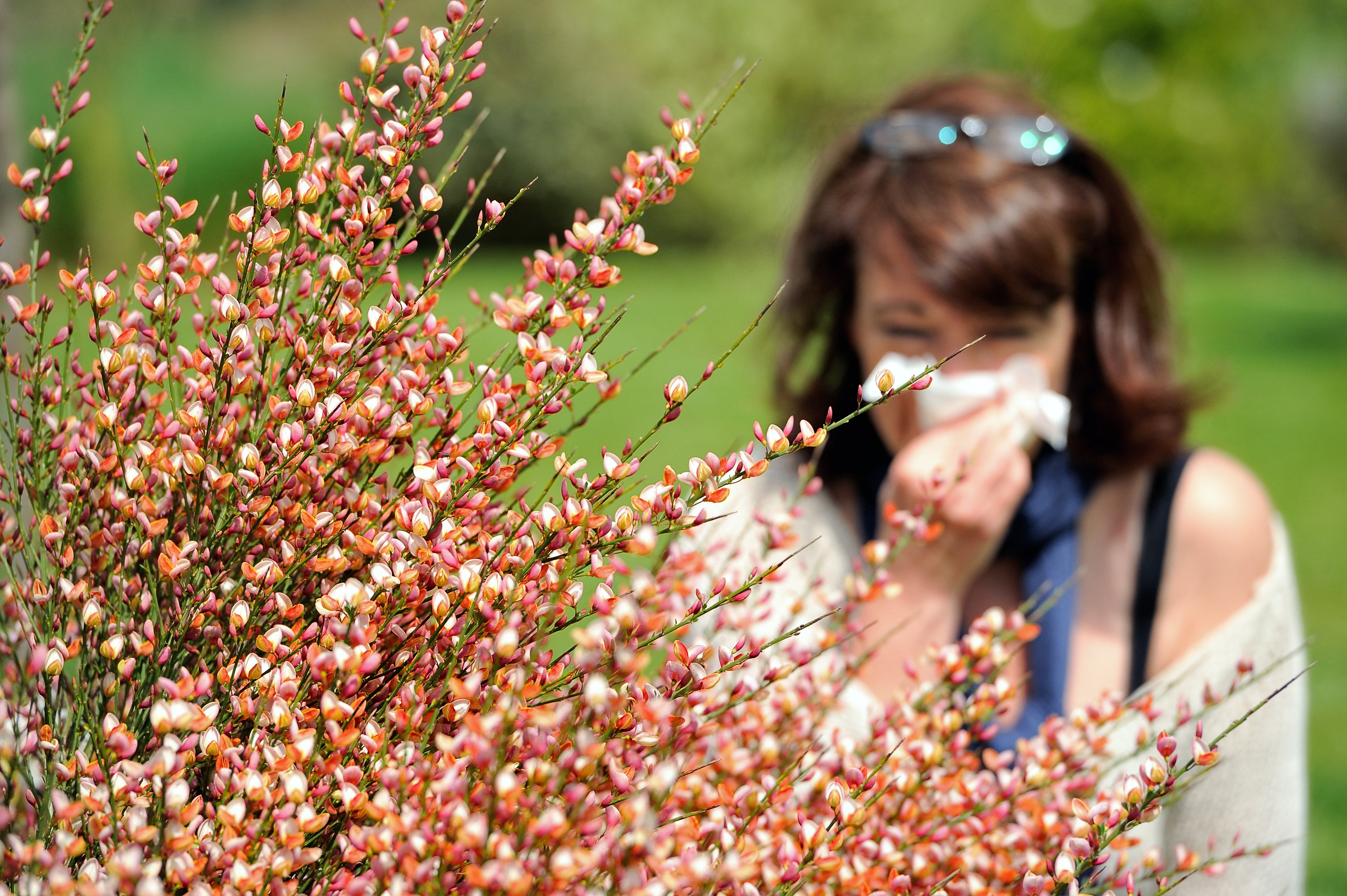 File. A woman blows her nose in Godewaersvelde, northern France