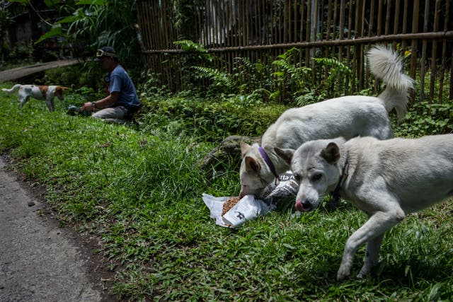 Bali rounds up strays after single rabid dog bites 15 tourists | The