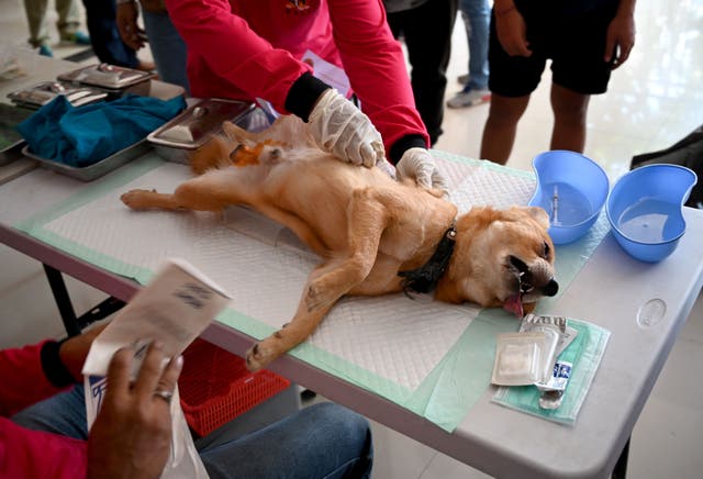 <p>File: Health workers castrate a dog during a vaccination programme against rabies at Benoa village in Badung, on the resort island of Bali</p>