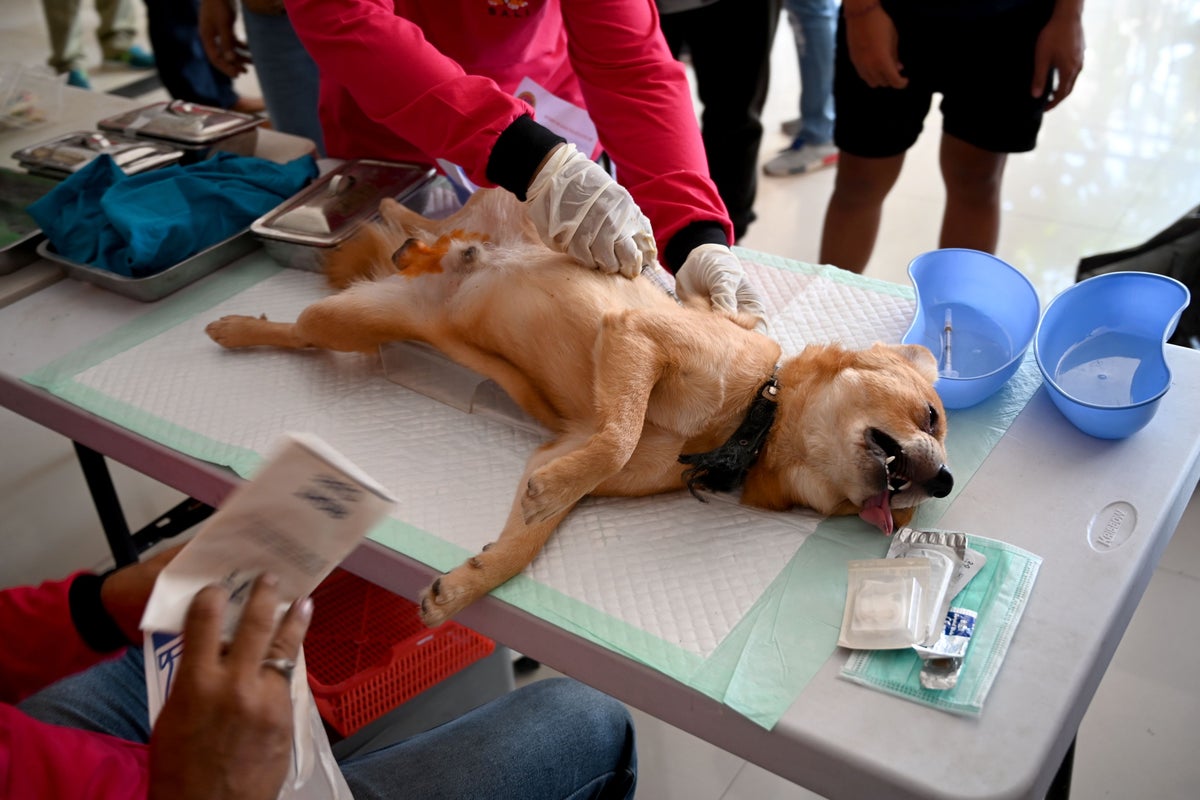 Bali rounds up strays after single rabid dog bites 15 tourists