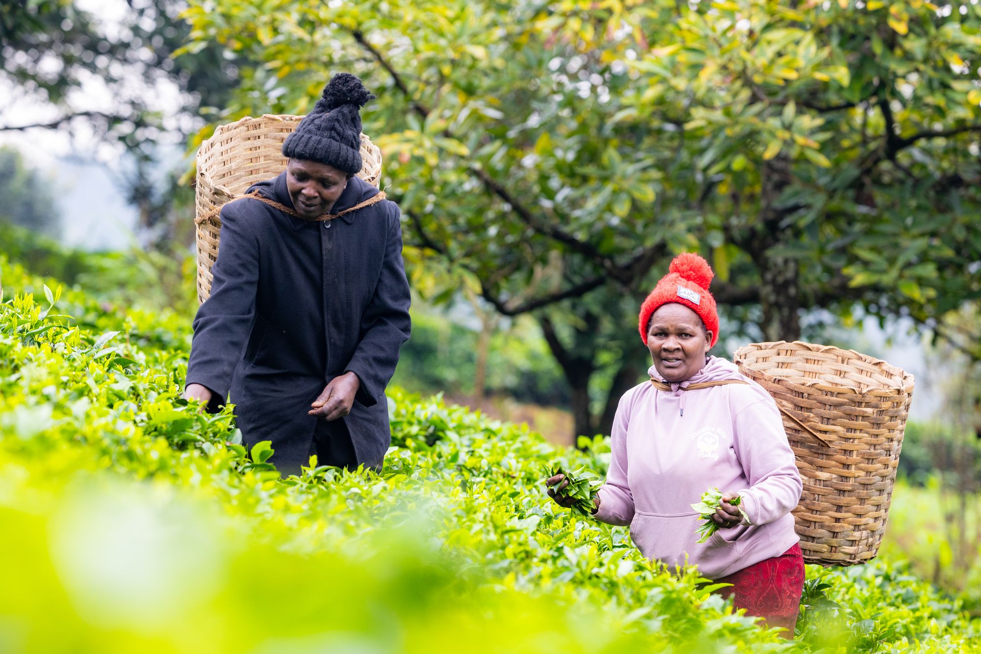 <p>Teresiah and Francis told <em>The Independent</em> that as climate change has disrupted weather patterns, they have experienced respiratory and joint problems after spending all day outside picking tea</p>
