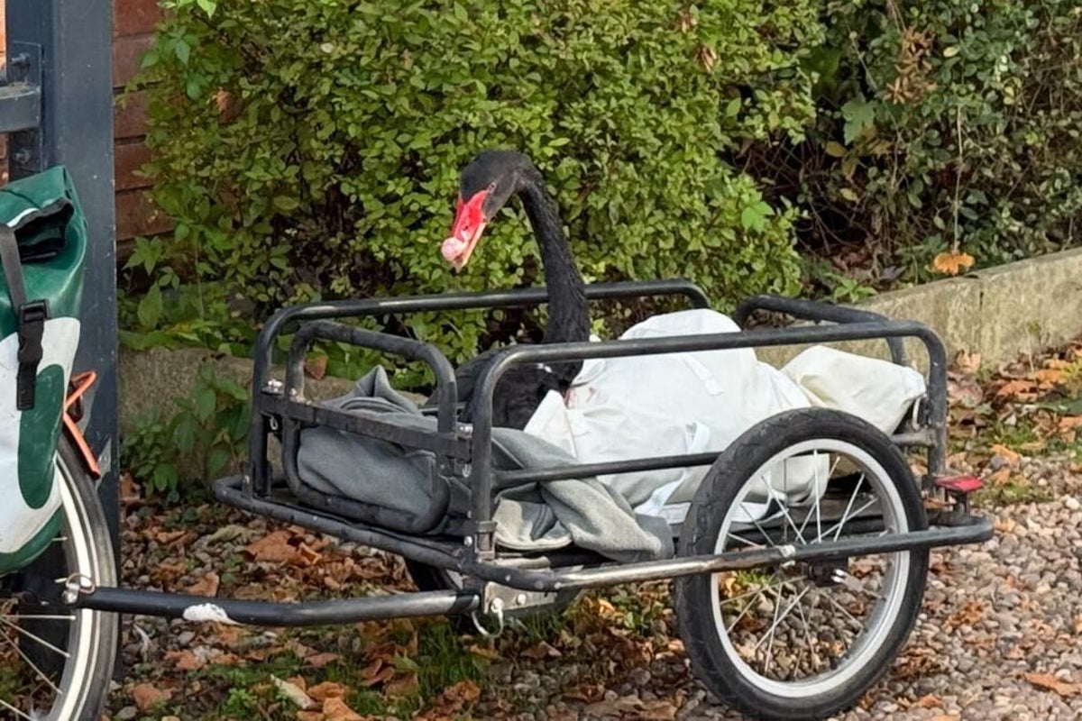 Black swan nicknamed ‘Mr Terminator’ evicted from town after attacking local birds