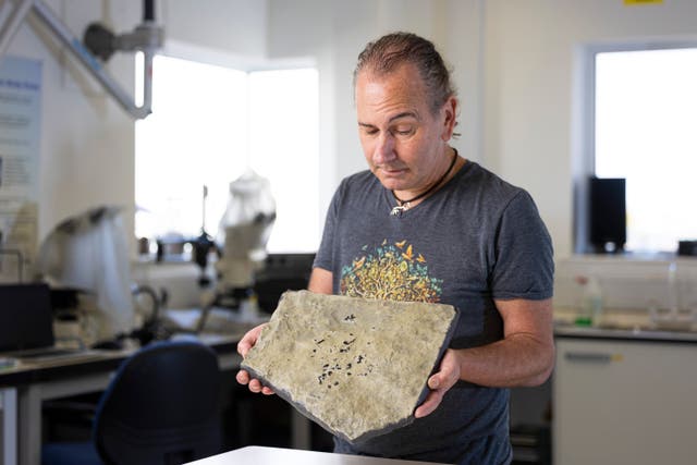 <p>Dr Stig Walsh holds a cast of the Breugnathair elgolensis fossil</p>