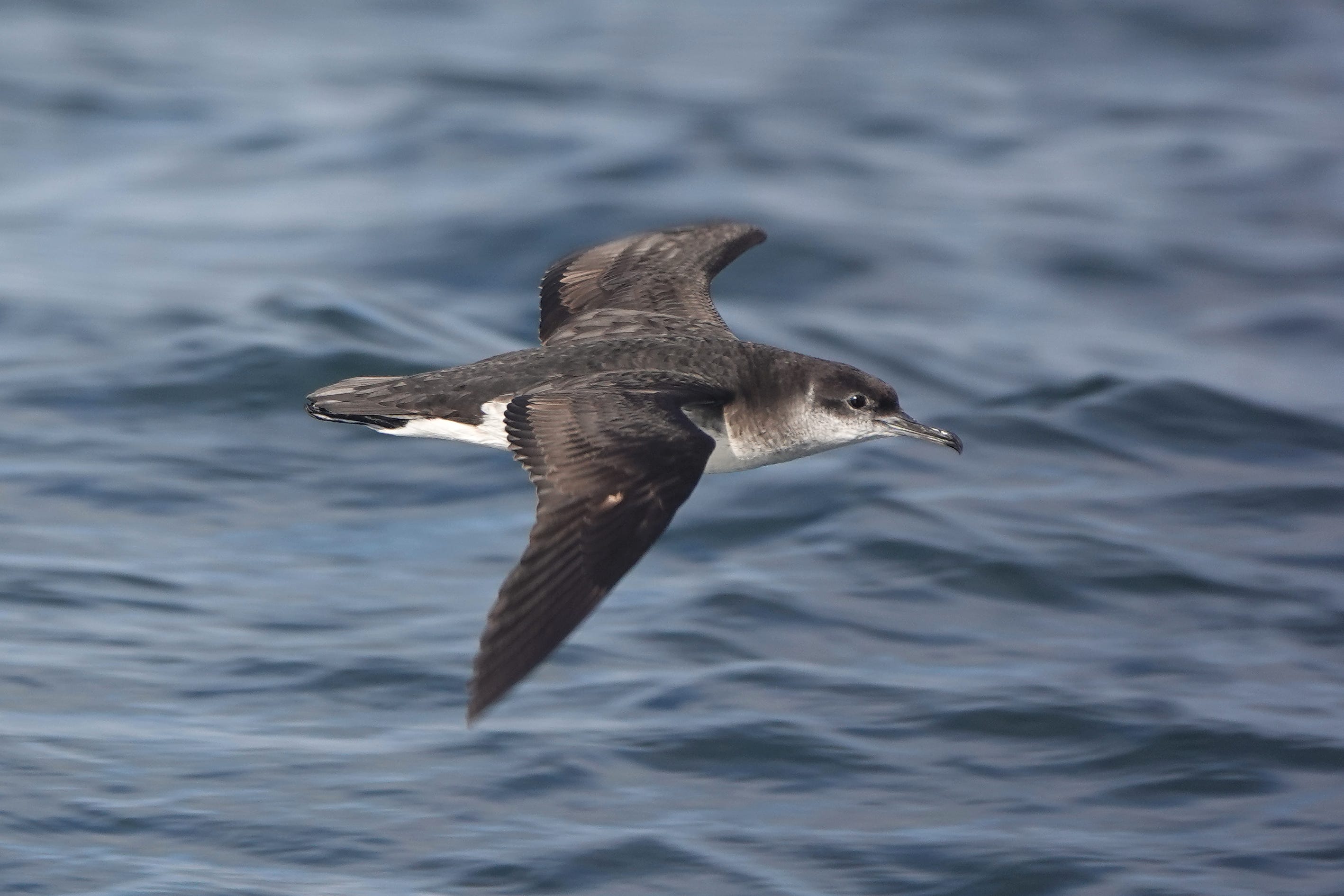 Manx Shearwaters were spotted coming in and out of burrows (Ric Else/LIFE Raft/PA)