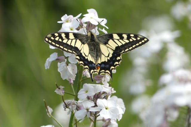 British Swallowtail numbers have fallen because of habitat loss and climate change (Mark Collins/Swallowtail & Birdwing Butterfly Trust/PA)