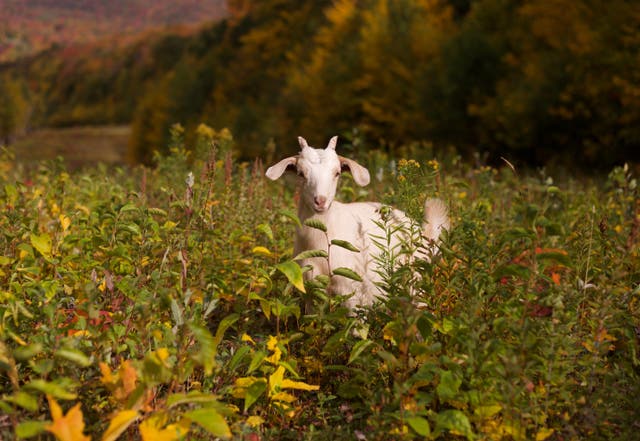 <p>Months before the first snow falls, dozens of sheep and goats have been deployed to the slopes of Jay Peak in Vermont</p>