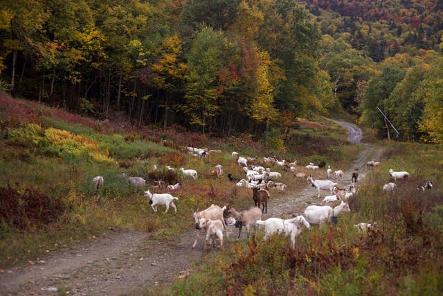 <p>Goats and sheep graze on a ski slope at Jay Peak Resort</p>