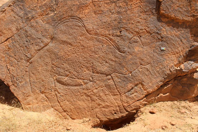 <p>This image provided by Sahout Rock Art and Archaeology Project shows a life-size rock carving of a camel, in a desert in northern Saudi Arabia in 2023</p>