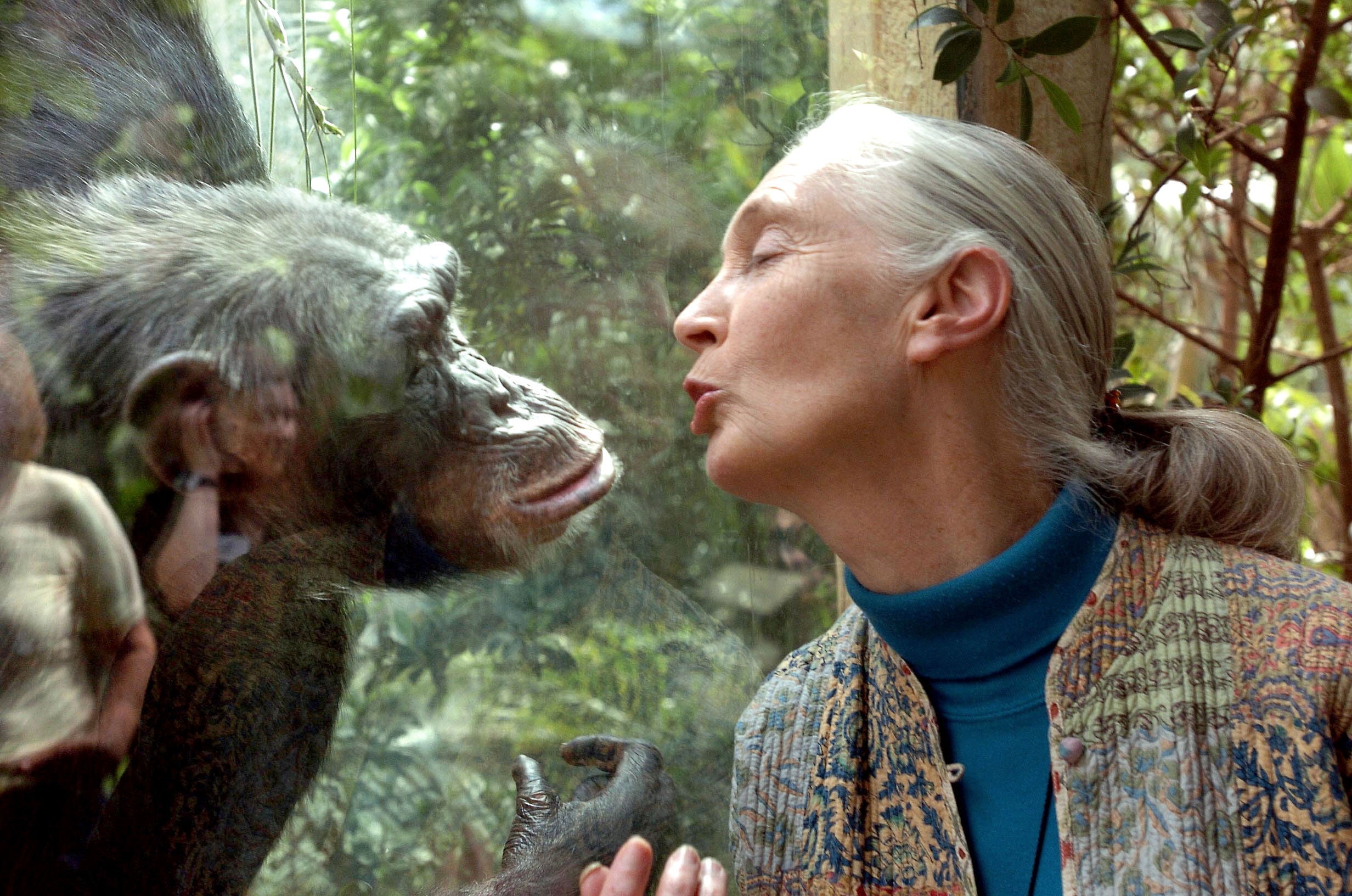 Jane Goodol, the world's largest authority on Chimpanzee, communicates with Chimpanzee Nana