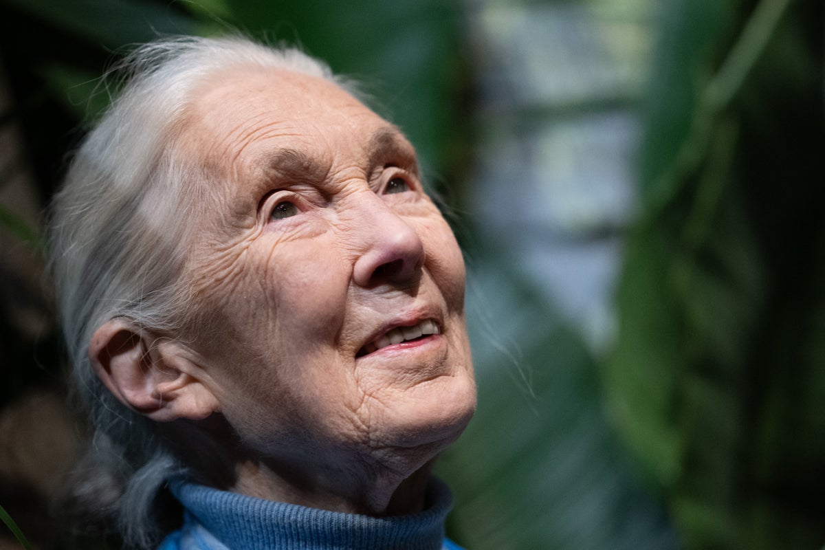 David Attenborough pays touching tribute to 'dear friend' Jane Goodall | The Independent